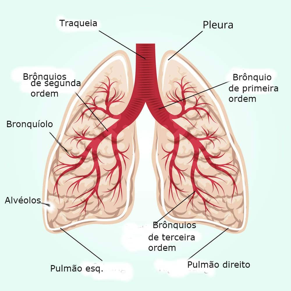 Alv Olo Pulmonar Drauzio Varella Drauzio Varella