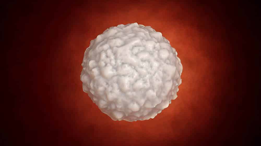 Representação computadorizada de um glóbulo branco, um dos componentes sanguíneos afetados em casos de leucemia.