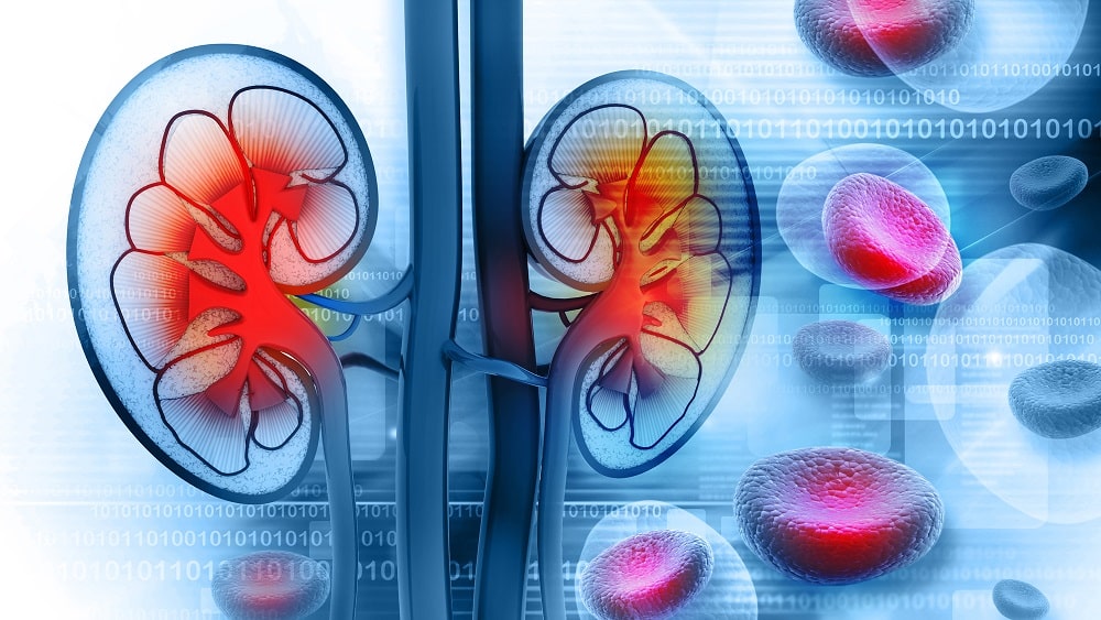 Seção transversal de um rim humano, que pode ser afetado pela glomerulonefrite