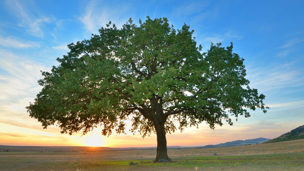 A tarefa de construção da nova árvore da vida, incluindo a genealogia de todas as espécies, é gigantesca. Leia mais no artigo abaixo.