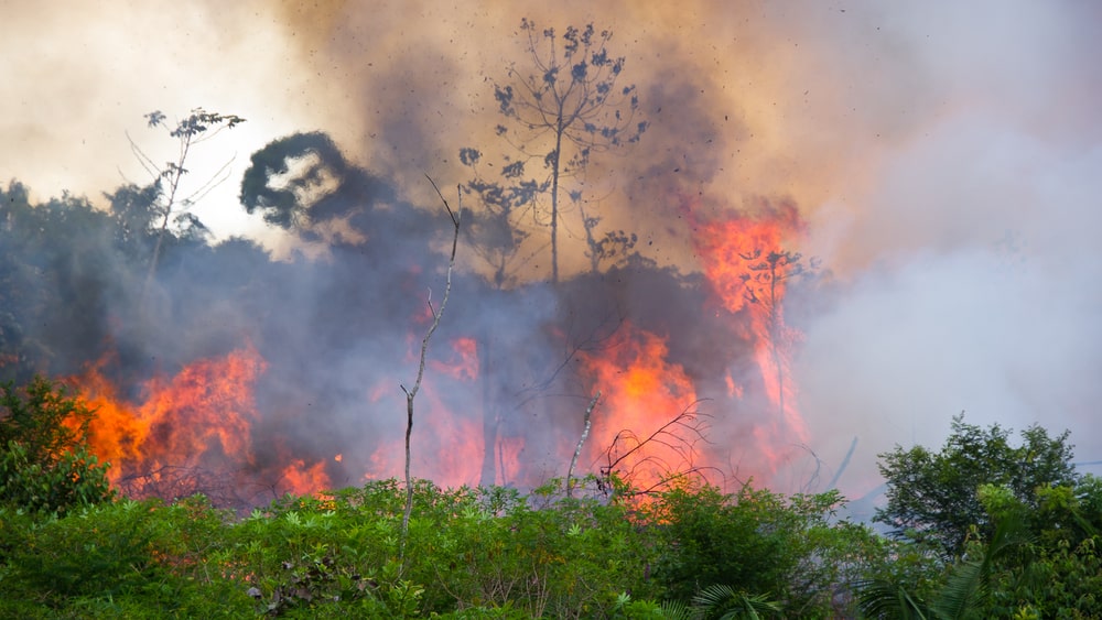 Pode parecer exagero mas nossos netos ficarão ricos se conseguirmos evitar a destruição da floresta amazônica. Leia o porquê no artigo do dr. Drauzio.
