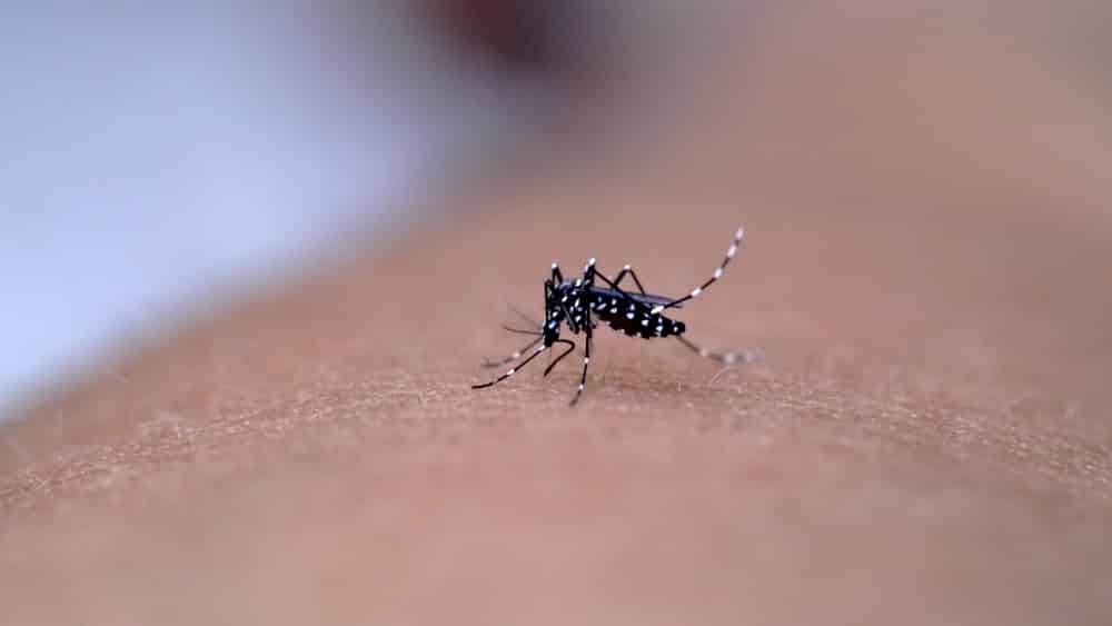 Quadro clínico da dengue é marcado principalmente pelo início abrupto, com febre, dor da cabeça, nos músculos e articulações.