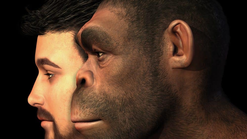 O acaso da criação | Artigo desenho de rosto humano e de hominídeo sobrepostos. Muitos ainda duvidam do acaso da criação