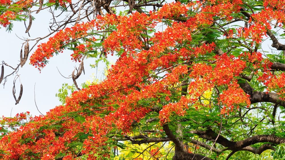 flamboyant com flores vermelhas. Flores sobrevivem à cidade por fenômeno chamado de hormese