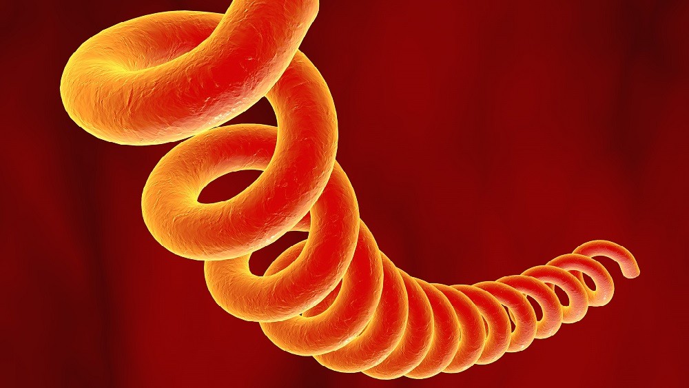Ilustração digital da bactéria Treponema pallidum, causadora da sífilis.