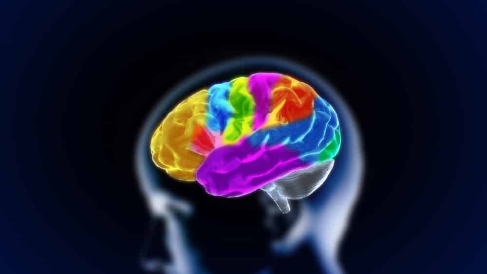 cérebro colorido em 3D. Mapeamento cerebral é evolução da ciência