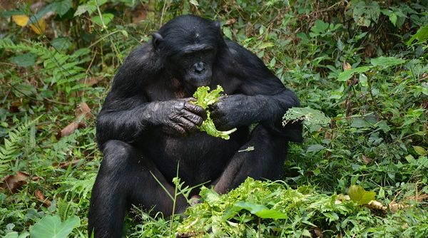 Macacos intelectuais | Artigo Macacos intelectuais | Artigo