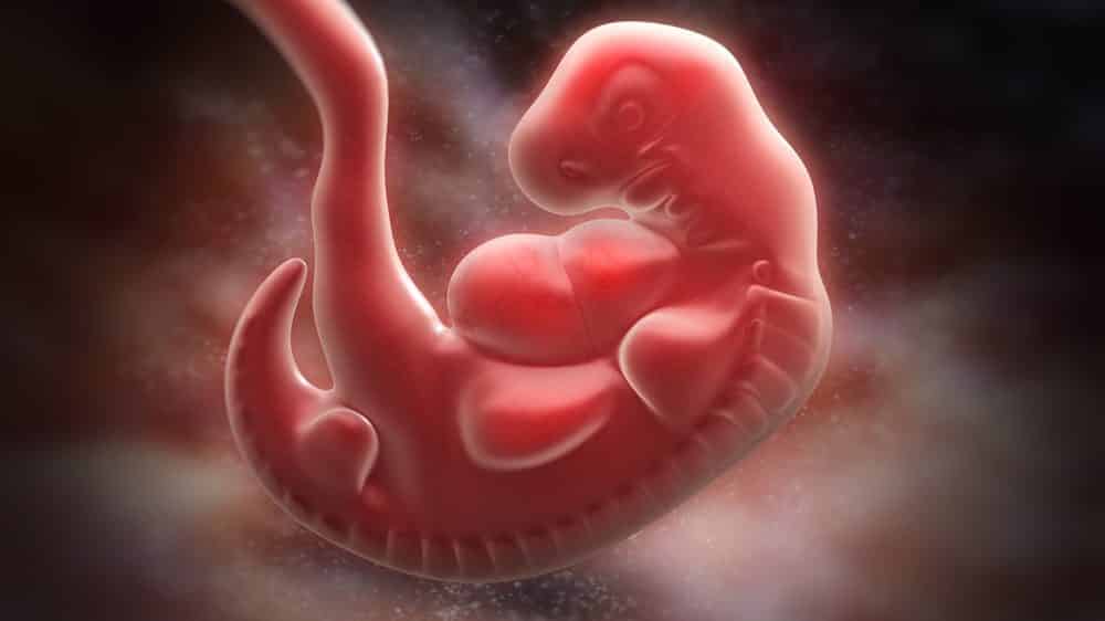 embrião humano, campo de batalha onde ocorre uma verdadeira guerra de genes