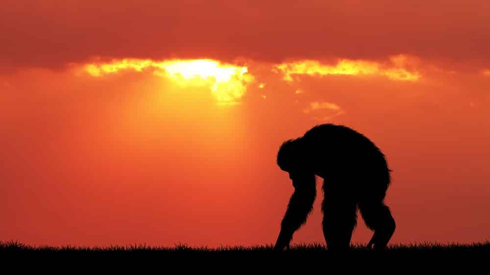 imagem de chipanzé ao por do sol