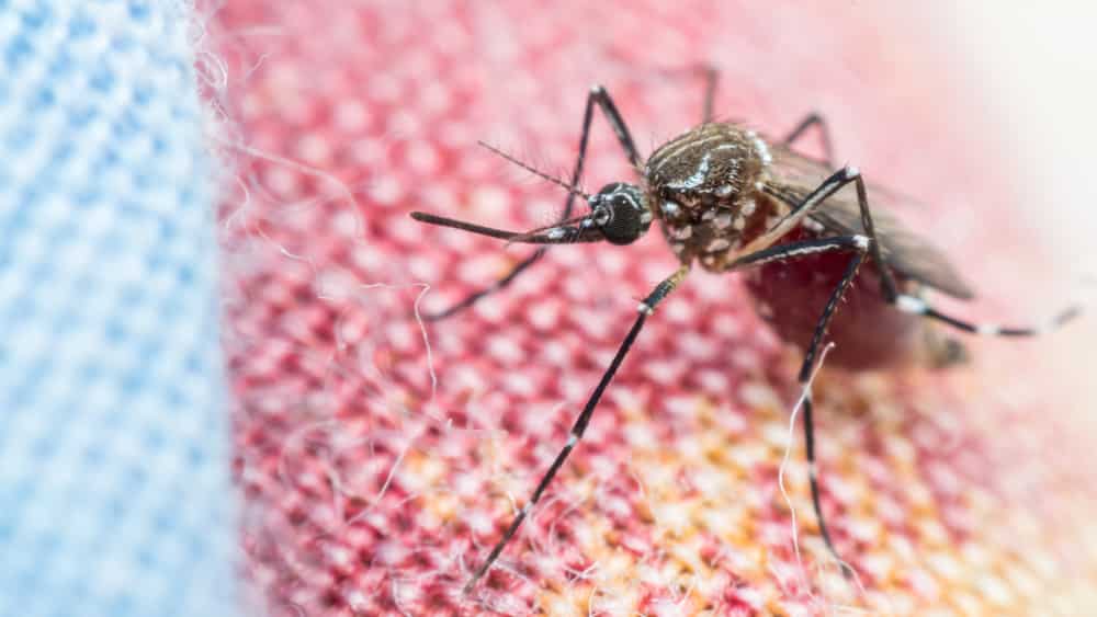 mosquito aedes. combate à dengue é difícil
