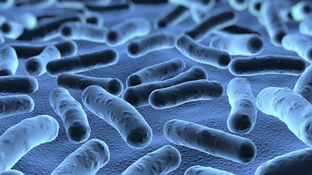 visão ampliada de bactérias no microscópio. bactérias e ganho de peso têm relação