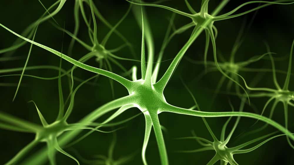 circuito de neurônios. Memória e neurônios têm relação