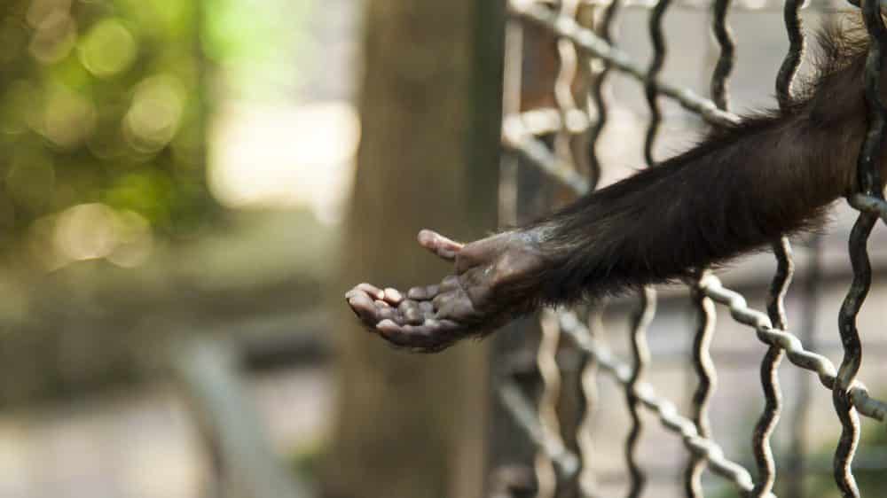 braço de chipanzé esticado, passando pela grade. Pesquisas com chimpanzés têm críticos e defensores