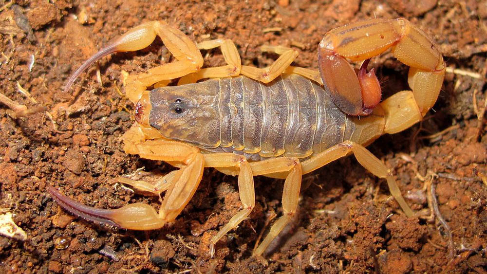 Escorpião amarelo, da espécie Tityus serrulatus, em um chão de terra batida.