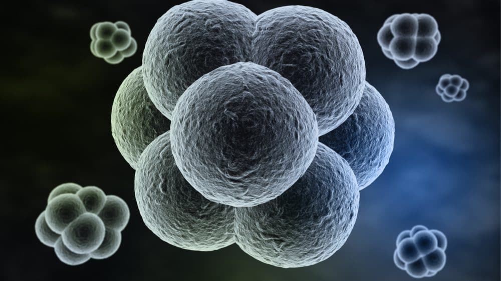 divisão celular veja o prêmio nobel de medicina de 2012