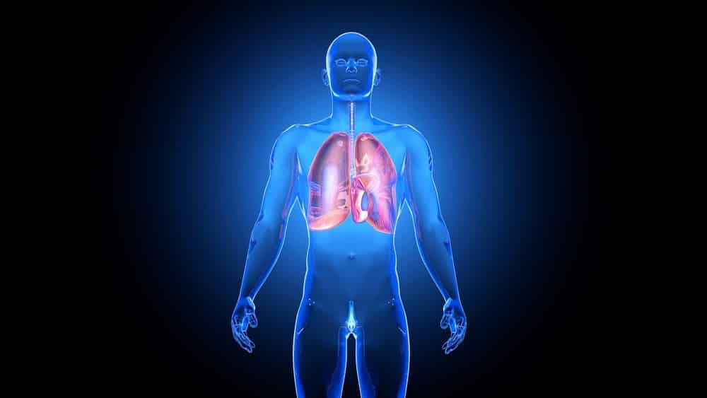 Os pulmões | Entrevista ilustração em 3D de corpo humano, com pulmões em destaque