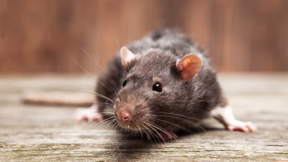 ratazana. animal transmitia peste negra
