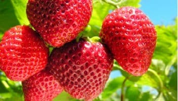 Alimentos apresentam agrotóxicos acima do recomendado Alimentos apresentam agrotóxicos acima do recomendado