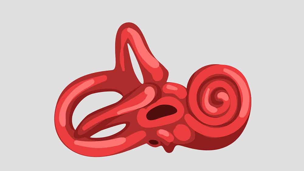 Labirinto Ilustração simplificado de labirinto da orelha interna.