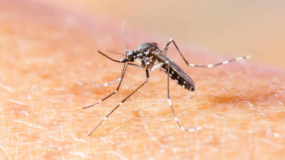 close do mosquito aedes albopictus, que transmite chikungunya e dengue