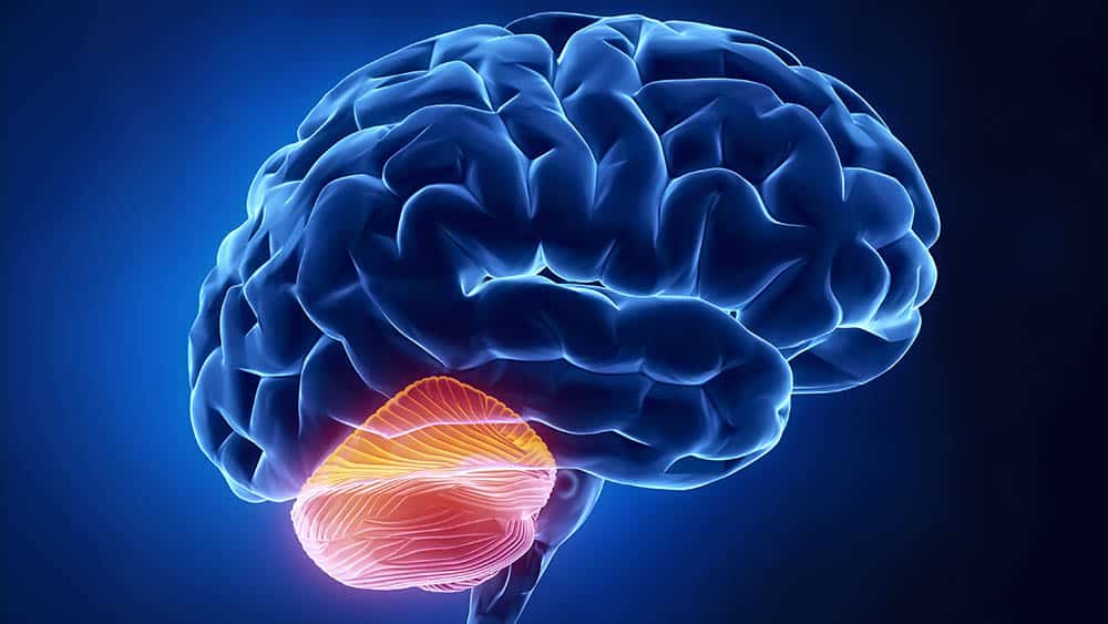 cerebro cerebelo
