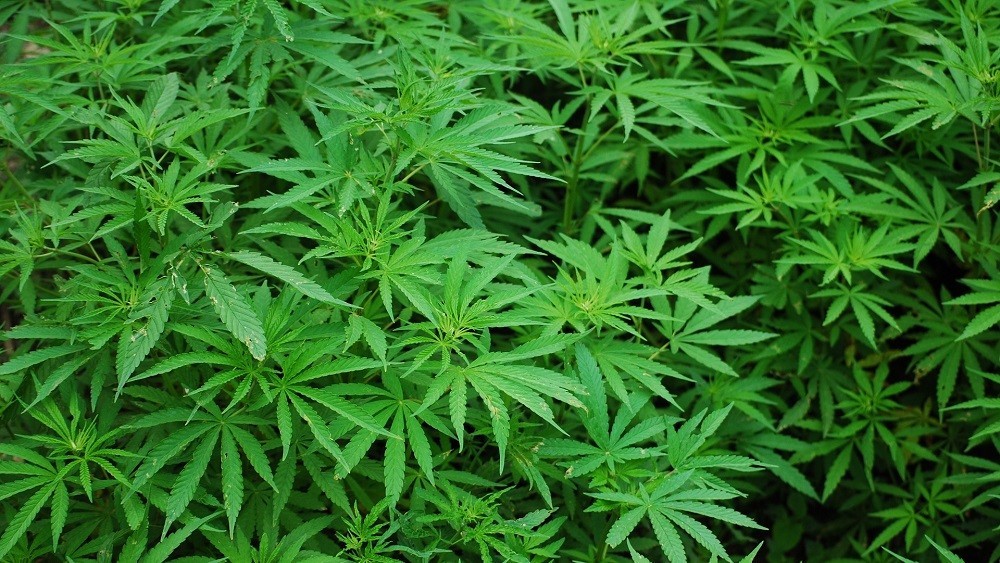 Plantação de cannabis. veja os efeitos adversos da maconha
