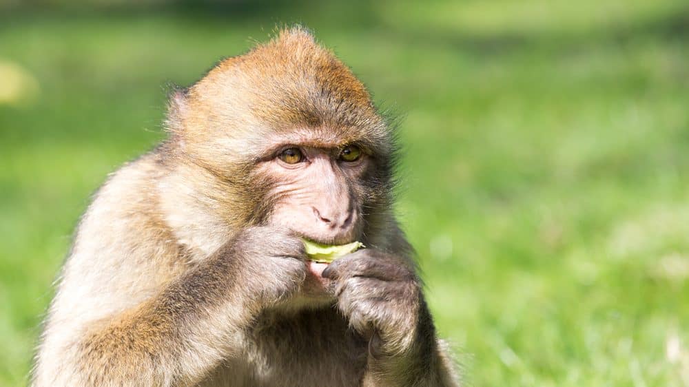 macaco come fruto. automedicação em animais é fenômeno comum