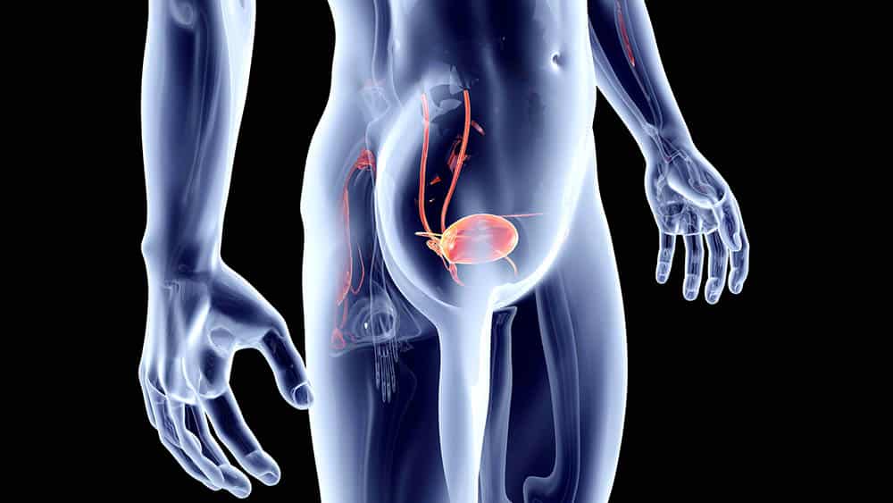 Ilustração em 3D de uma bexiga urinária em um corpo masculino.