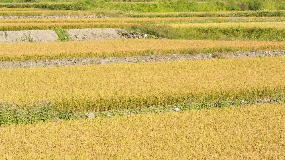 Arroz dourado | Artigo plantação de arroz dourado. alimentos geneticamente modificados podem trazer benefícios