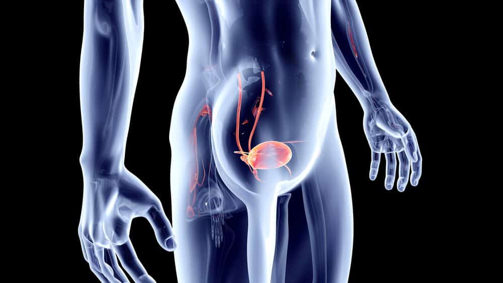 desenho em 3D de bexiga urinária em corpo humano