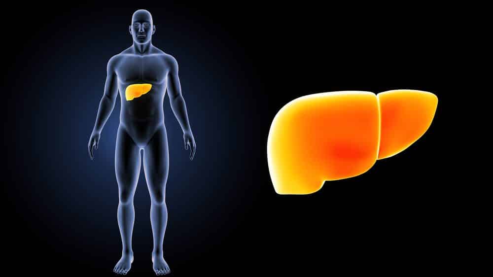 Ilustração de silhueta de corpo humano com fígado em destaque.