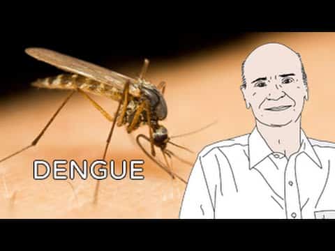 Medidas para evitar a proliferação do mosquito da dengue | Dicas de Saúde Mosquito da dengue, Aedes aegypti, e uma ilustração do dr. Drauzio Varella ao lado.