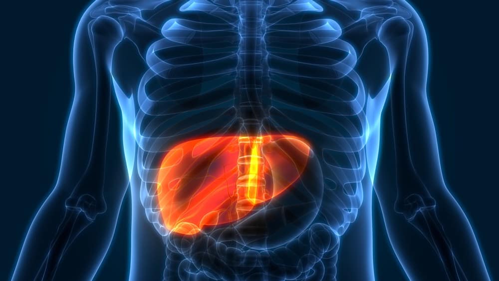 Gordura no fígado | Artigo figura de corpo humano em 3D com fígado em destaque. acumular gordura no fígado traz danos à saúde