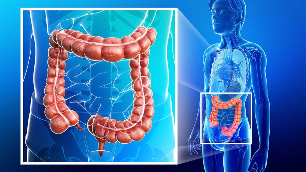 Ilustração destacando intestino grosso.