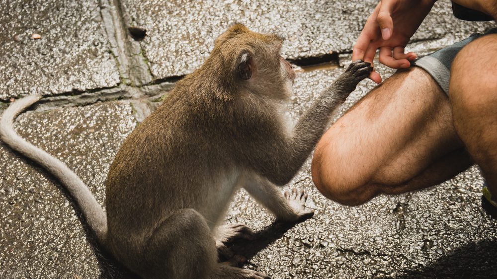 macaco dá a mão a ser humano. Bactérias comuns no intestino de macacos e homens mostra a origem comum das duas espécies