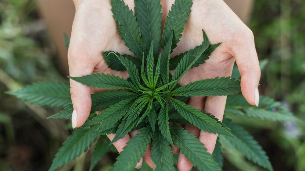 A maconha e os banhos quentes | Artigo mão de mulher segurando folha de maconha.síndrome de hiperemese por canabinoides causa enjoo