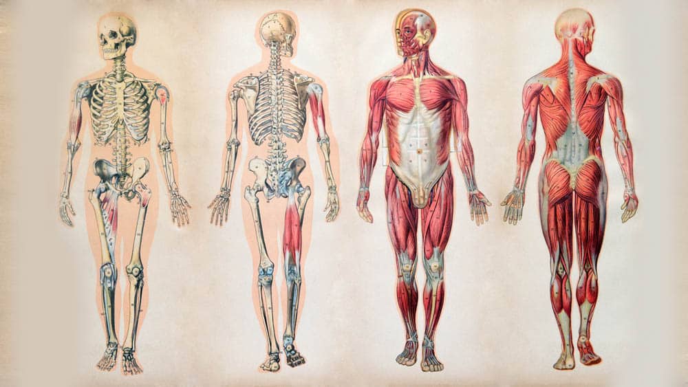Ilustração da anatomia humano com esqueleto e músculos em dois modelos de frente e dois de costas.