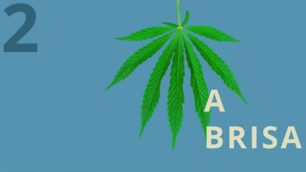 Fundo azul com uma folha de maconha e texto "a brisa".