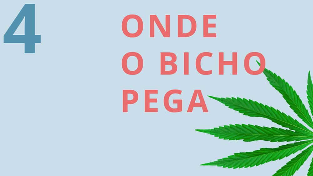 Fundo azul com uma folha de maconha e texto "onde o bicho pega".