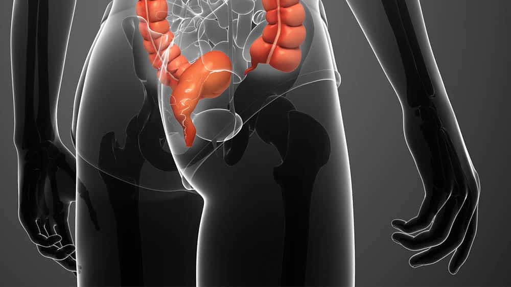 Ilustração digital do canal anal, porção final do intestino grosso.