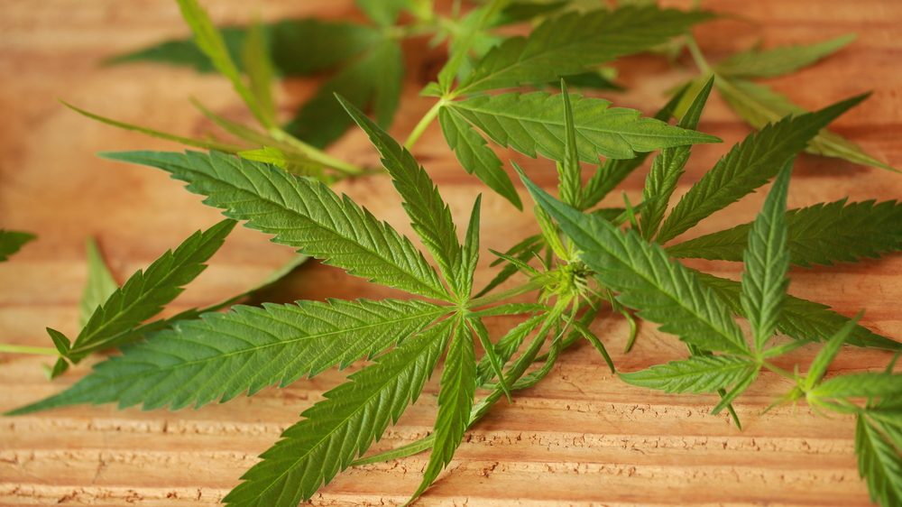 folhas de maconha sobre a mesa. Proibição dificulta acesso à informação sobre efeitos da maconha