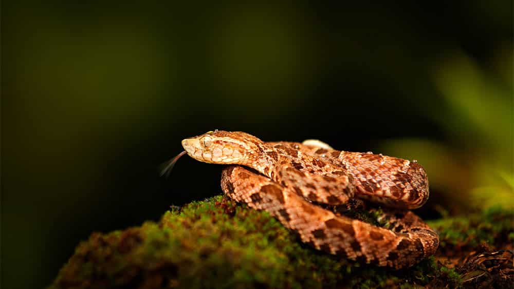 Cobra jararaca Bothrops atrox sobre uma epdra com musgo no meio de floresta..