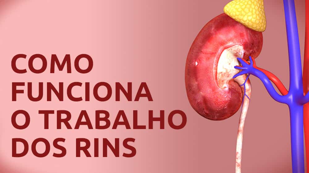 Como funcionam os rins | Infográfico Thumbnail com uma ilustração de um rim e texto "como funciona o trabalho dos rins".