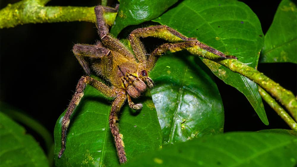 Aranha Armadeira (Phoneutria).