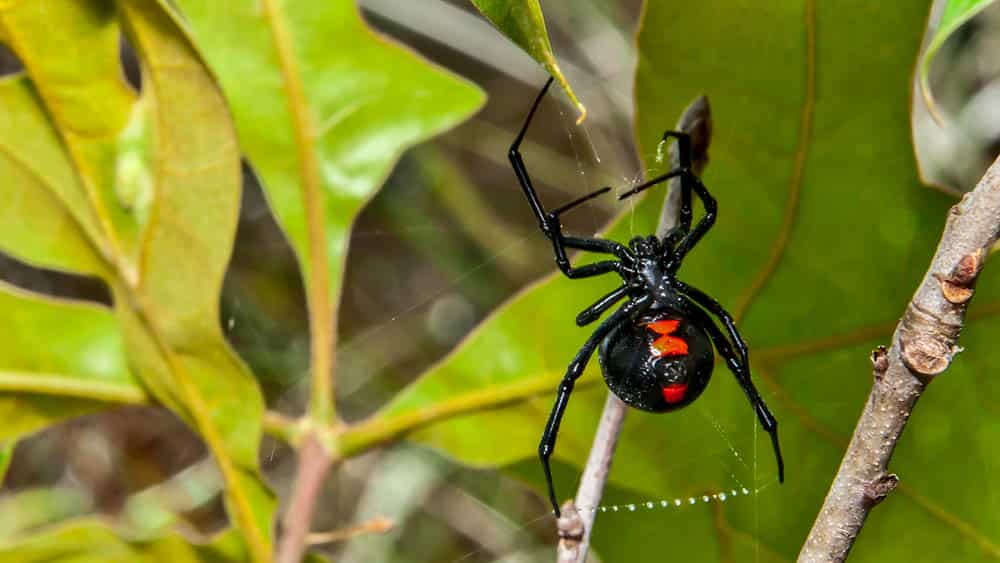 Viúva-Negra (Latrodectus).