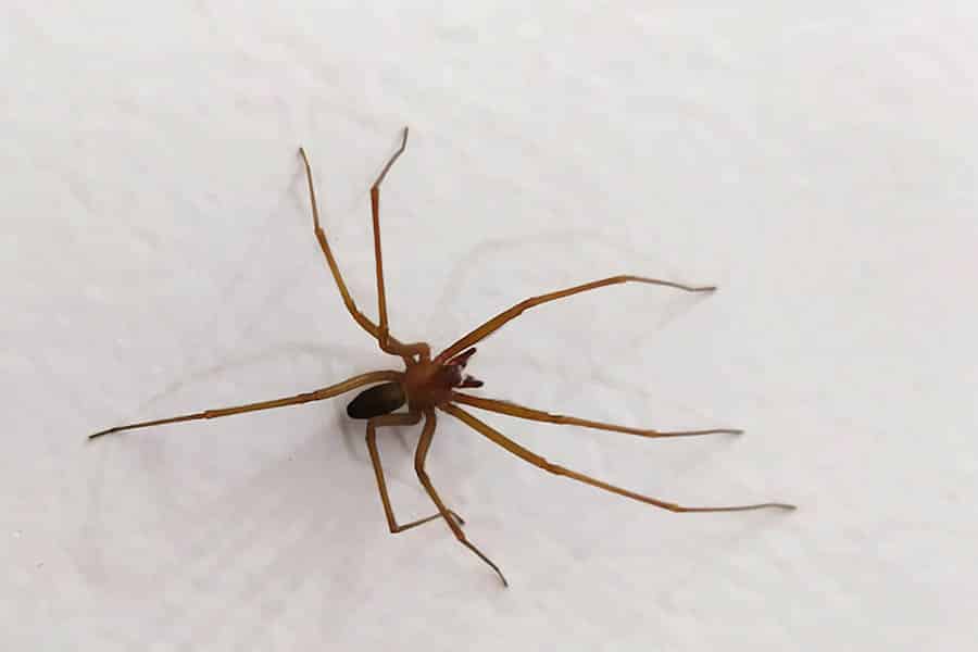 Aranha marrom (Loxosceles).