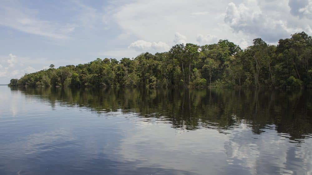 floresta amazônica, cercada pelo Rio Negro