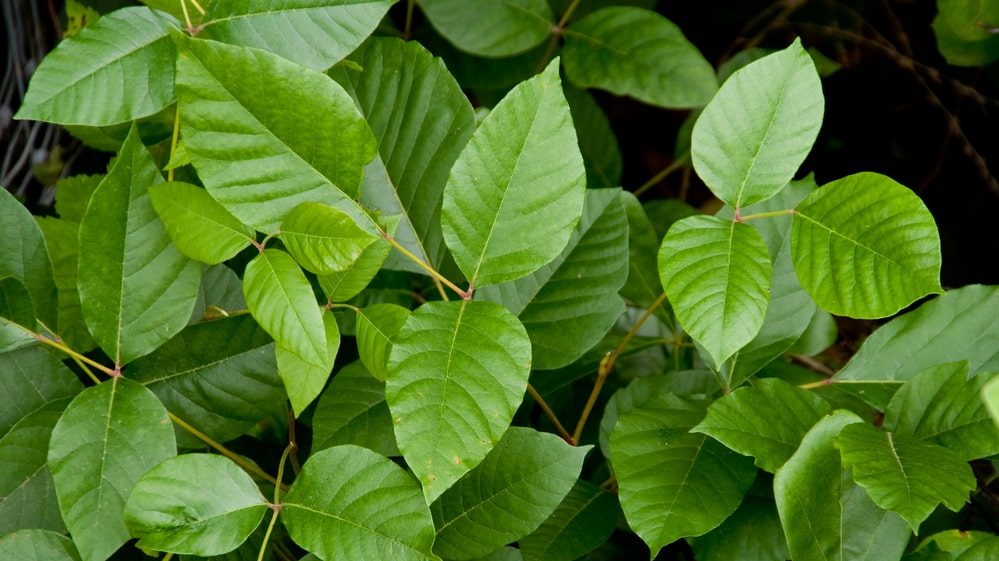 hera venenosa, uma das espécies de plantas tóxicas