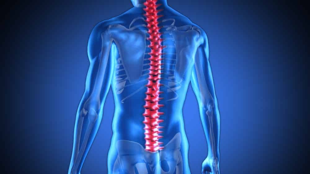 desenho em 3D de coluna vertebral. mielite transversa aguda afeta a medula espinhal