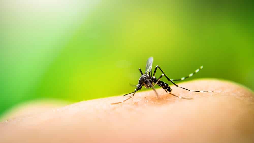 close em aedes, que causa dengue, pousado em dedo